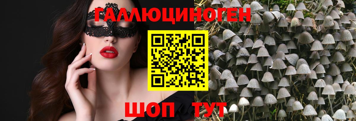 хочу наркоту  Вход с VPN  Городец  Галлюциногенные грибы Psilocybe 